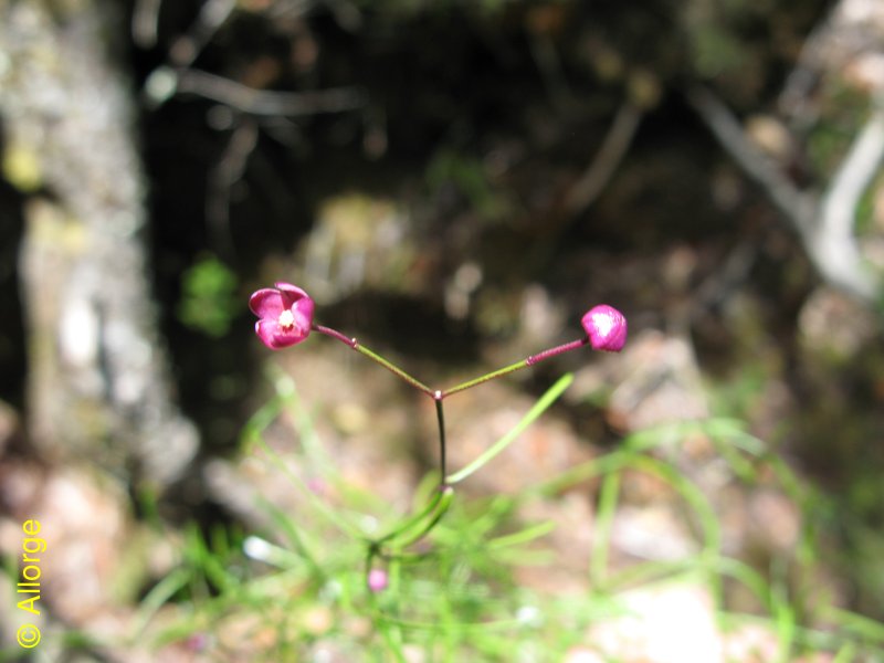 Apocynaceae-asclep., Baroniella capillaceae